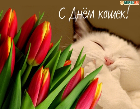 Красивые открытки и анимация с днем кошек