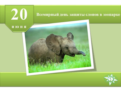 Картинки, открытки и анимация на день защиты слонов в зоопарках