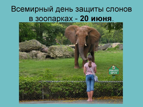 Поздравительные открытки и анимация с днем защиты слонов в зоопарках