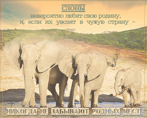 Поздравительные открытки и анимация с днем защиты слонов в зоопарках