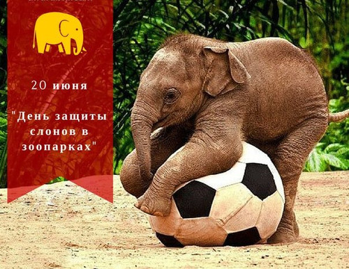 Красивые открытки и анимация с днем защиты слонов в зоопарках