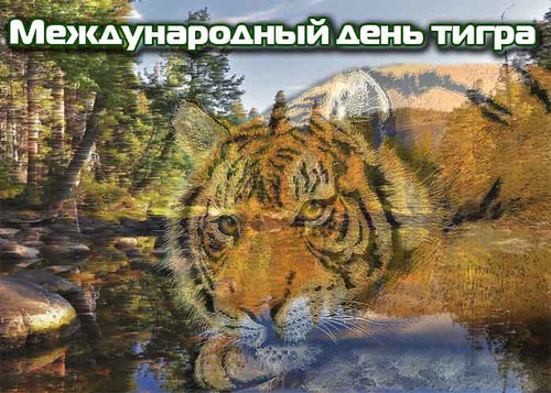 Красивые открытки и анимация с днем тигра