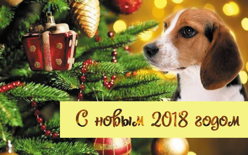 Картинки открытки с годом собаки 2018, скачать бесплатно