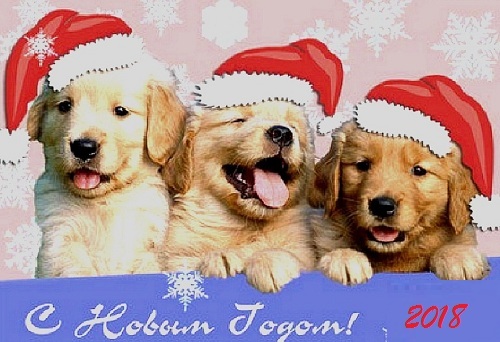 Картинки открытки с годом собаки 2018, скачать бесплатно