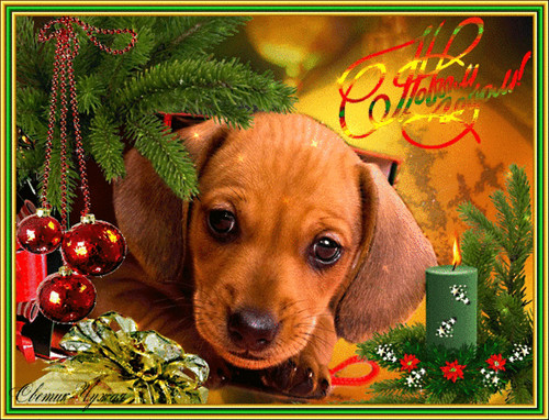 Картинки открытки с Новым годом собаки, скачать бесплатно