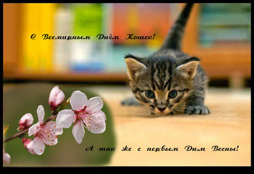 Открытки картинки с надписями С днем кошек и первым днем весны скачать