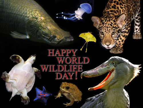 Картинки открытки С днем дикой природы бесплатно
